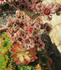 Netřesk střešní - Sempervivum tectorum - semena netřesku - 30 ks