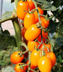 Rajče tyčkové Dattorange F1 - Solanum lycopersicum - semena rajčete - 6 ks