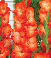 Gladiol Salmon Star - Gladiolus - hlízy mečíku - 3 ks