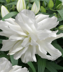 Lilie Lotus Ice - Lilium - cibule lilie - 1 ks