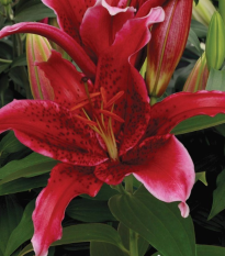 Lilie Red Flash - Lilium - cibule lilie - 1 ks