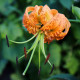 Lilie Henryi - Lilium - cibule lilie - 1 ks