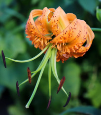 Lilie Henryi - Lilium - cibule lilie - 1 ks