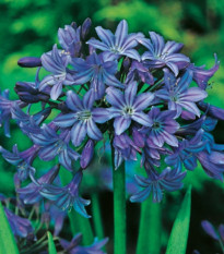 Kalokvět modrý - Agapanthus praecox - hlízy kalokvětu - 1 ks