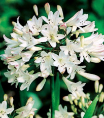 Kalokvět bílý - Agapanthus praecox - hlízy kalokvětu - 1 ks