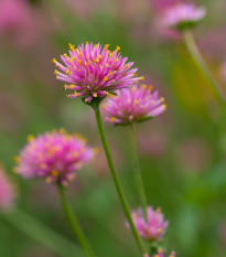 Pestrovka Fireworks - Gomphrena pulchella - semena pestrovky - 10 ks