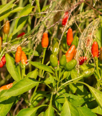 Chilli Zimbabwe Birds eye - Capsicum chinense - semena chilli - 8 ks