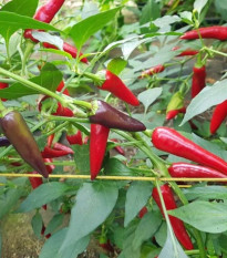 Chilli Gusto purple - Capsicum annuum - semena chilli - 8 ks