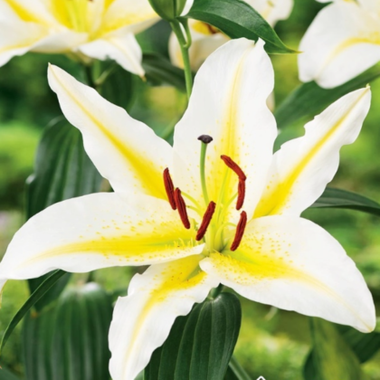 Lilie Bafferari - Lilium - cibule lilie - 1 ks