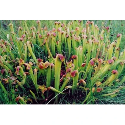 Špirlice přivřená - masožravka Sarracenia minor - prodej semen špirlice - 12 ks