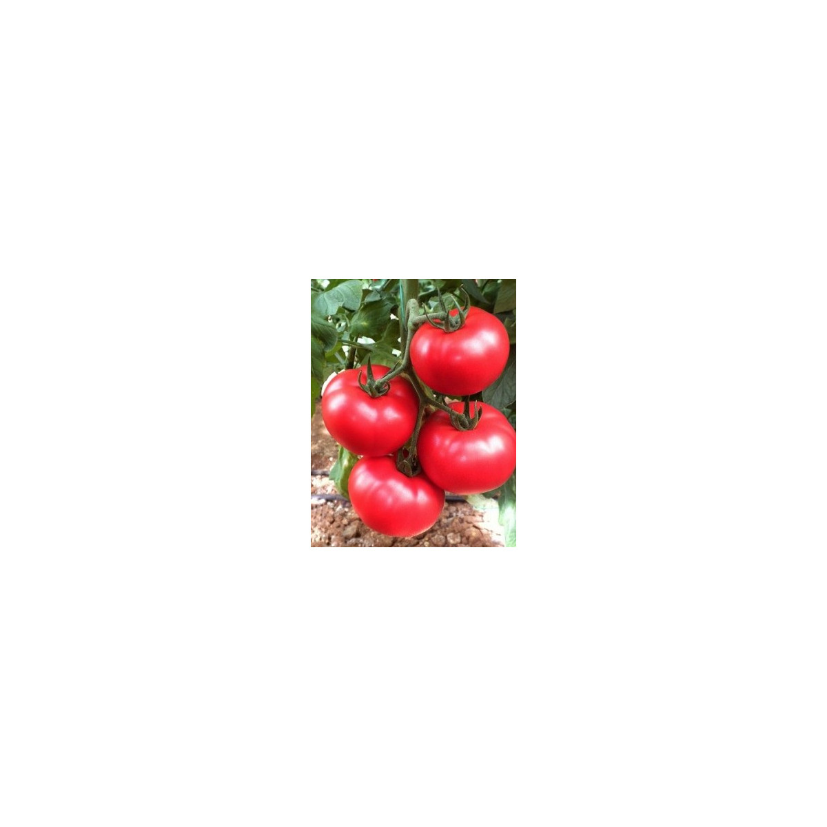 Rajče tyčkové hybridní Virginia F1 - prodej semen rajčat -5 ks