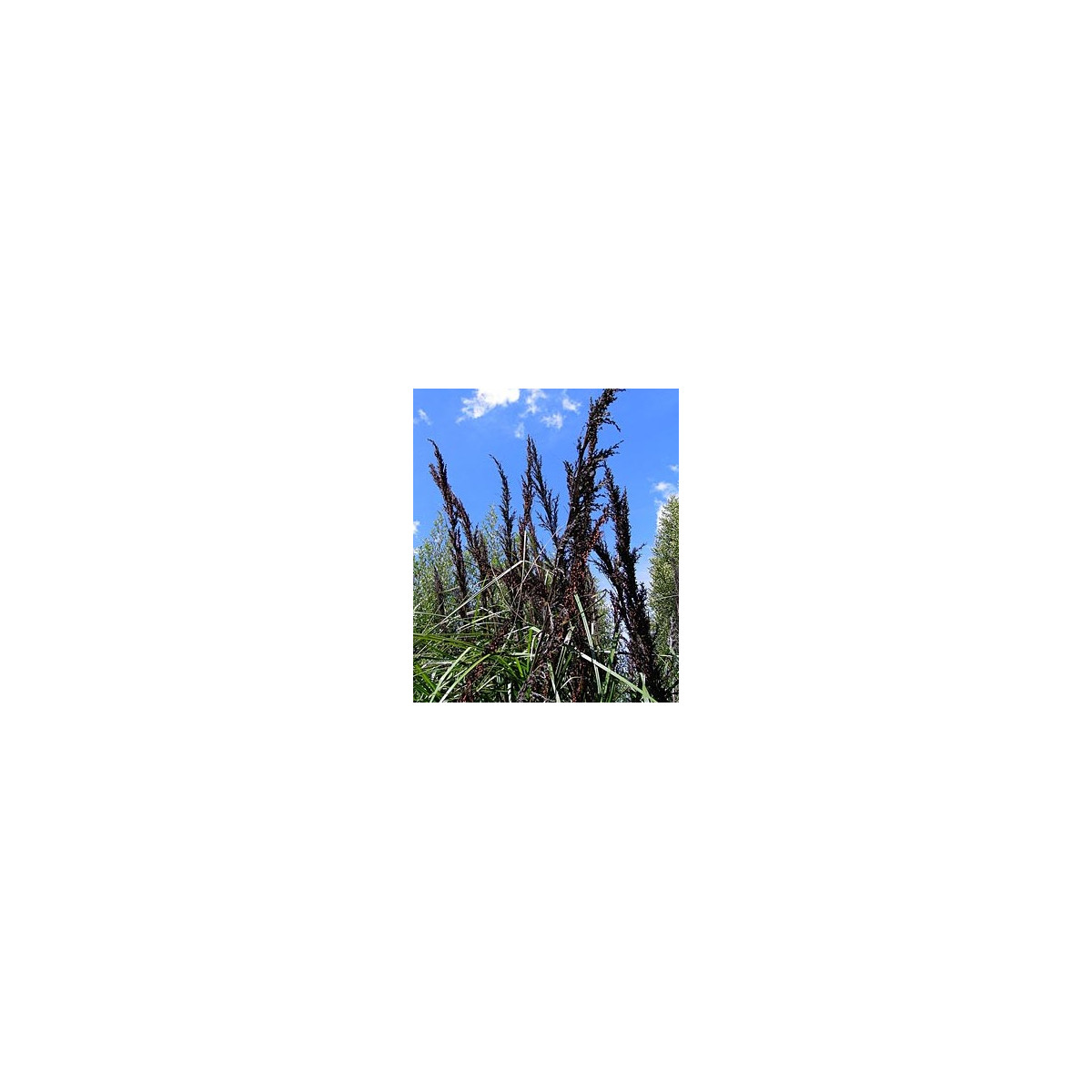 Ozdobný rákos - Gahnia trifida - semena ozdobného rákosu - 10 ks