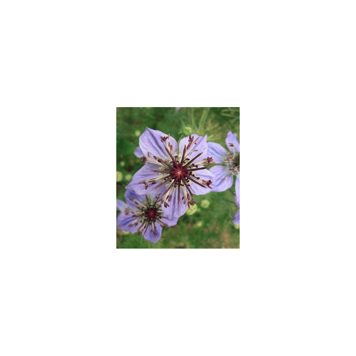 Černucha španělská - Nigella hispanica - semena černuchy - 80 ks