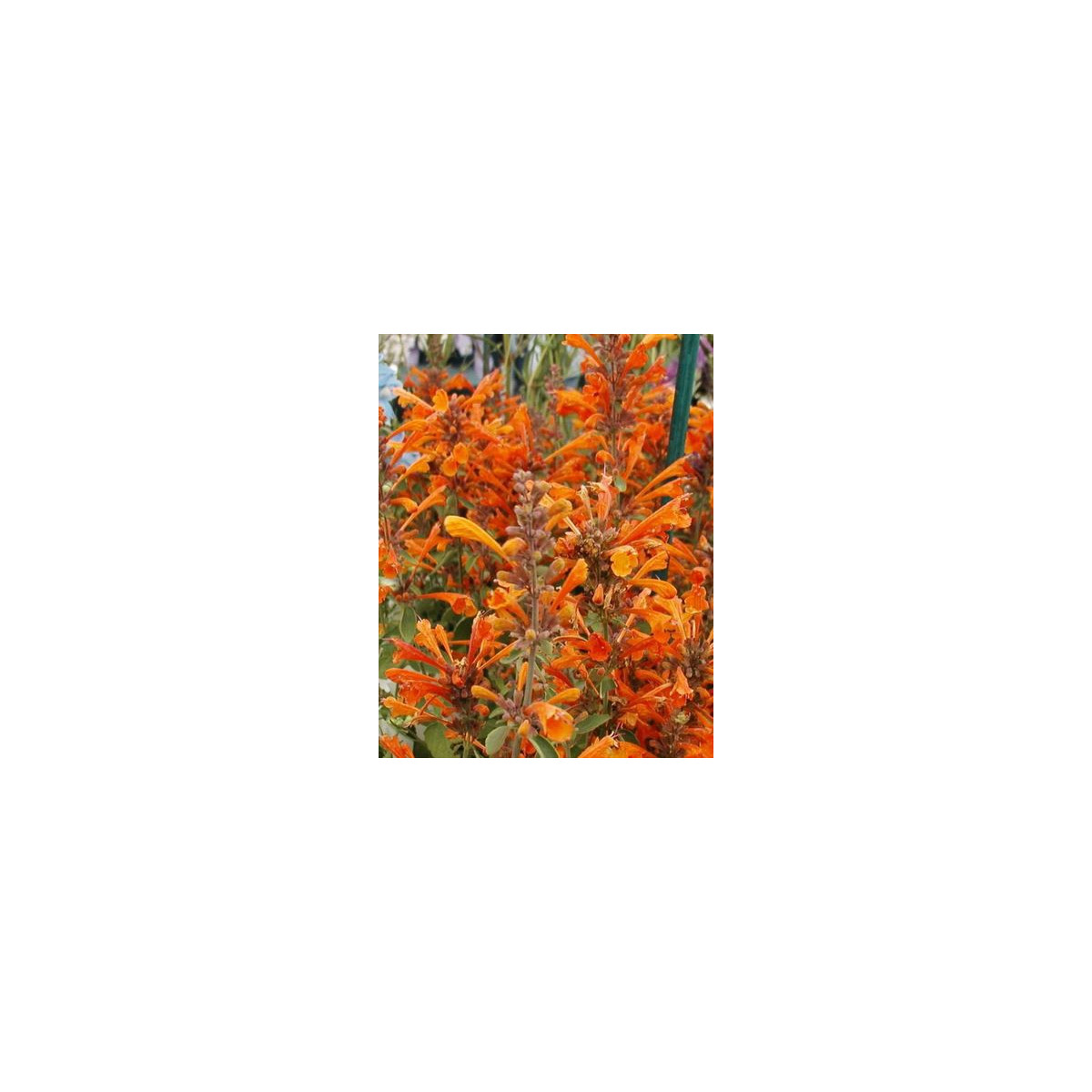Agastache Apricot - Agastache aurantiaca - semena agastache - 20 ks