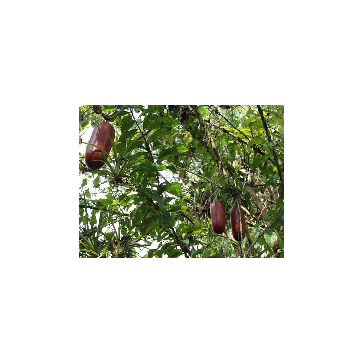 Muškátová okurka - Sicana odorifera - semena okurky - 6 ks