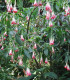 Fuchsie bolívijská bílá - Fuchsia boliviana - semena fuchsie - 10 ks