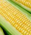 Kukuřice cukrová Tasty Sweet F1 - Zea Mays - semena - 16 ks