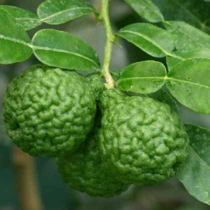 Kafrová limetka - Citrus hystrix - semena - 3 ks