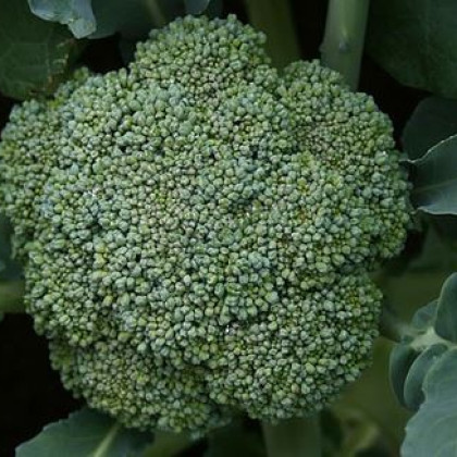 Brokolice Leonora - Brassica oleracea - semena - 100 ks