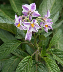 Pepino gold - Solanum muricatum - semena pepina - 5 ks