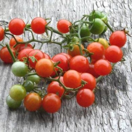 Divoká rajčátka - Solanum pimpinellifolium - semena - 6 ks