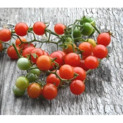 Divoká rajčátka - Solanum pimpinellifolium - semena - 6 ks