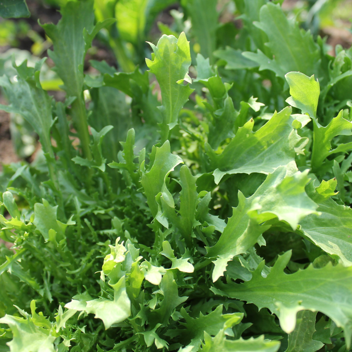 Mizuna Kruis F1-japonská hořčice - Brassica campestris Japonica - semena - 0,02 g