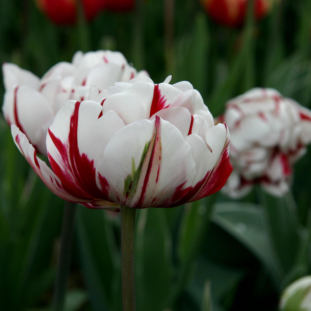 Tulipán - Carnaval de Nice - cibule tulipánů - prodej cibulovin - 3 ks