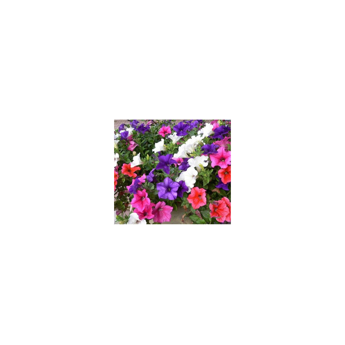 Petúnie velkokvětá převislá mix barev - Petunia hybrida pendula - semena petúnie - 0,05 g