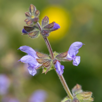 Šalvěj sporýšová - Salvia verbenaca - semena šalvěje - 50 ks
