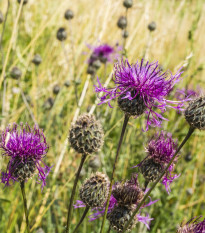 Chrpa čekánek - Centaurea scabiosa - semena chrpy - 50 ks