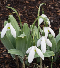 Sněženka Elwésova - Galanthus elwesii - cibule sněženky - 3 ks