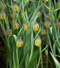 Řebčík Uva vulpis - Fritillaria - cibule řebčíku - 5 ks