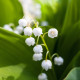 Konvalinka vonná bílá - Convallaria majalis - hlízy konvalinky - 1 ks
