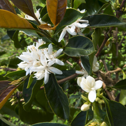 Kávovník robusta - Coffea canephora - semena - 5 ks