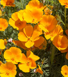 Sluncovka kalifornská oranžová - Eschscholzia californica - semena sluncovky - 450 ks
