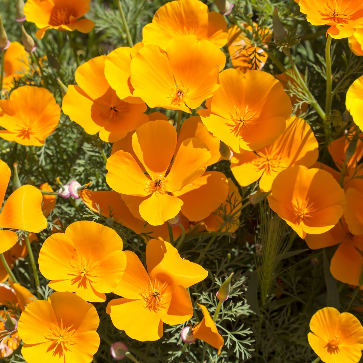 Sluncovka kalifornská oranžová - Eschscholzia californica - semena sluncovky - 450 ks