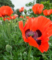 Mák východní Scharlach - Papaver orientale - semena máku - 400 ks