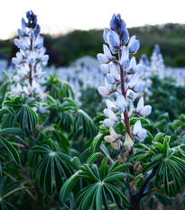 Lupina úzkolistá modrá - Lupinus angustifolia - semena lupiny - 20 ks