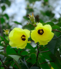 Ibišek lípovitý - Hibiscus tiliaceus - semena ibišku - 10 ks