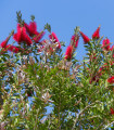 Štětkovec - Callistemon citrinus - semena štětkovce - 10 ks