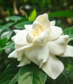 Gardénie - Gardenia jasminoides - semena gardénie - 6 ks