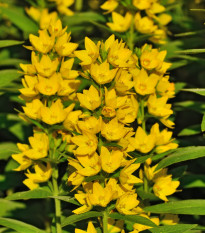 Vrbina obecná - Lysimachia vulgaris - semena vrbiny - 200 ks