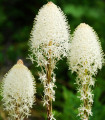 Medvědí tráva - Xerophyllum tenax - semena medvědí trávy - 15 ks