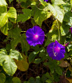 Povíjnice nachová Morning Glory - Ipomoea purpurea - semena - 25 ks