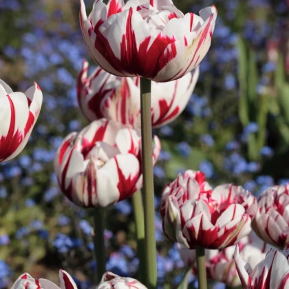 Tulipán - Carnaval de Nice - cibule tulipánů - prodej cibulovin - 3 ks