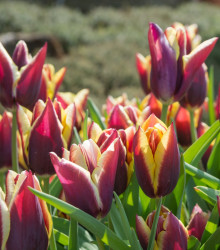 Tulipán Gavota - Tulipa - cibule tulipánu - 3 ks