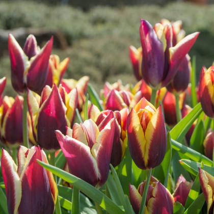 Tulipán Gavota - Tulipa - cibule tulipánu - 3 ks