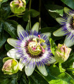 Mučenka modrá - Passiflora caerulea - semena mučenky - 5 ks