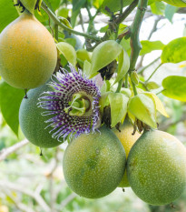 Mučenka pruhovaná - Passiflora ligularis - semena mučenky - 4 ks